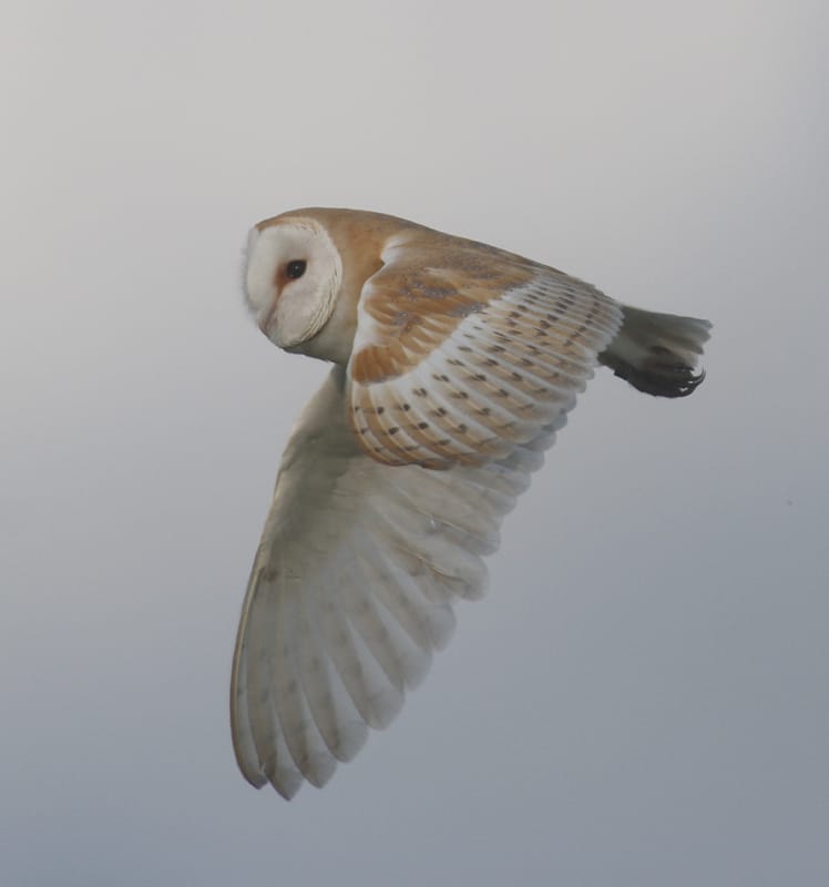 Barn Owl, Buckton, by Paul Reed