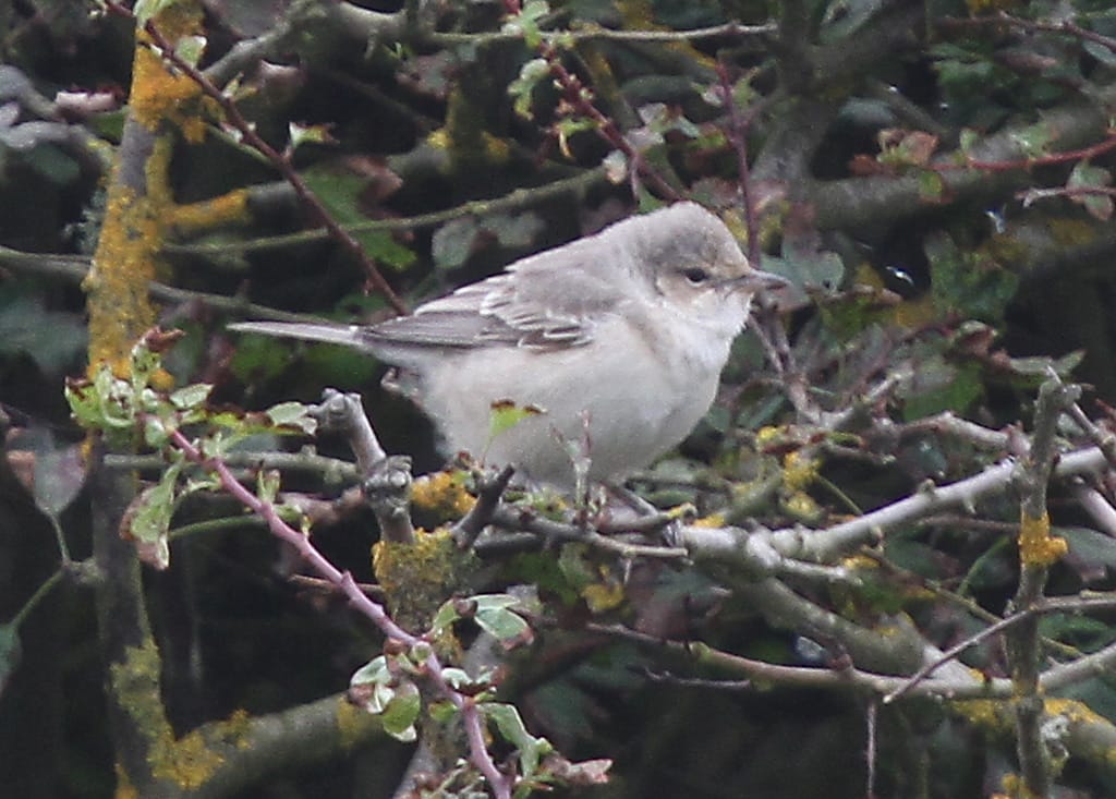 Barred Warbler in Selwick's Bay, by Paul Reed