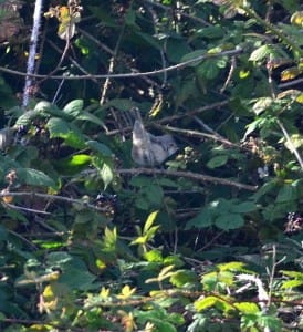 Barred Warbler, Selwick's Bay, Anthony Capuano