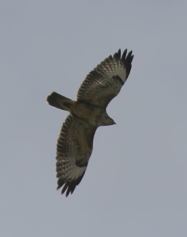 Common Buzzard at Buckton by Paul Reed 