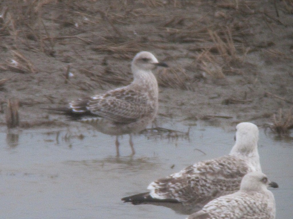 'candidate' Baltic Gull, Old Fall Flashes, by Martin Garner