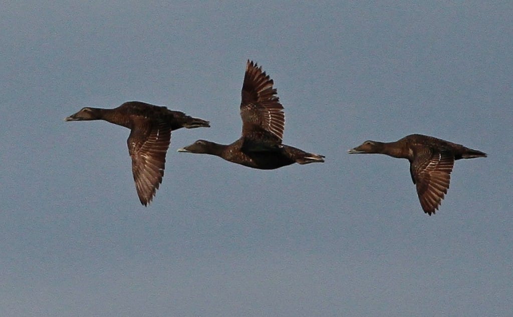 female Eider, Martin Garner