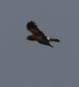 Hen Harrier Buckton by Paul Reed