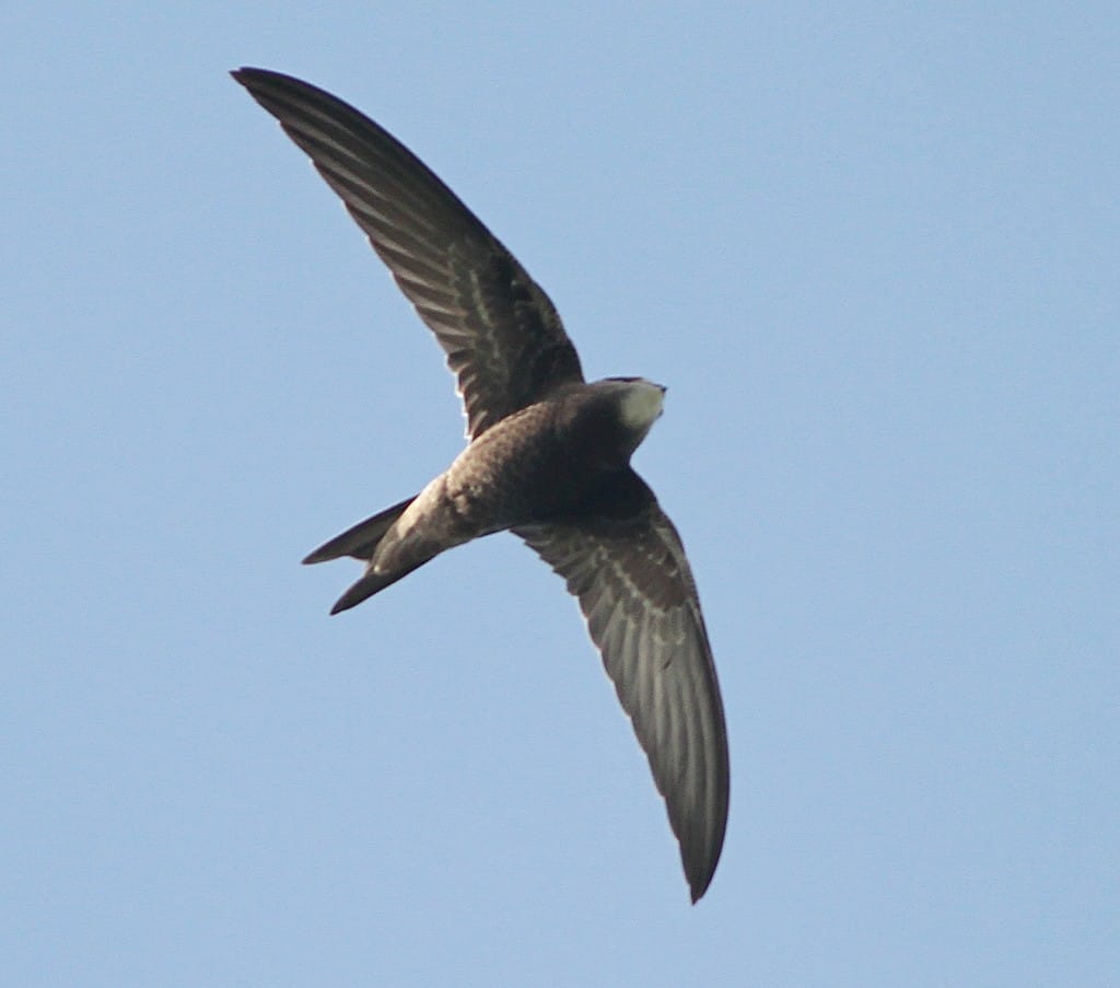 juvenile Common Swift over Golf Course. Martin Garner