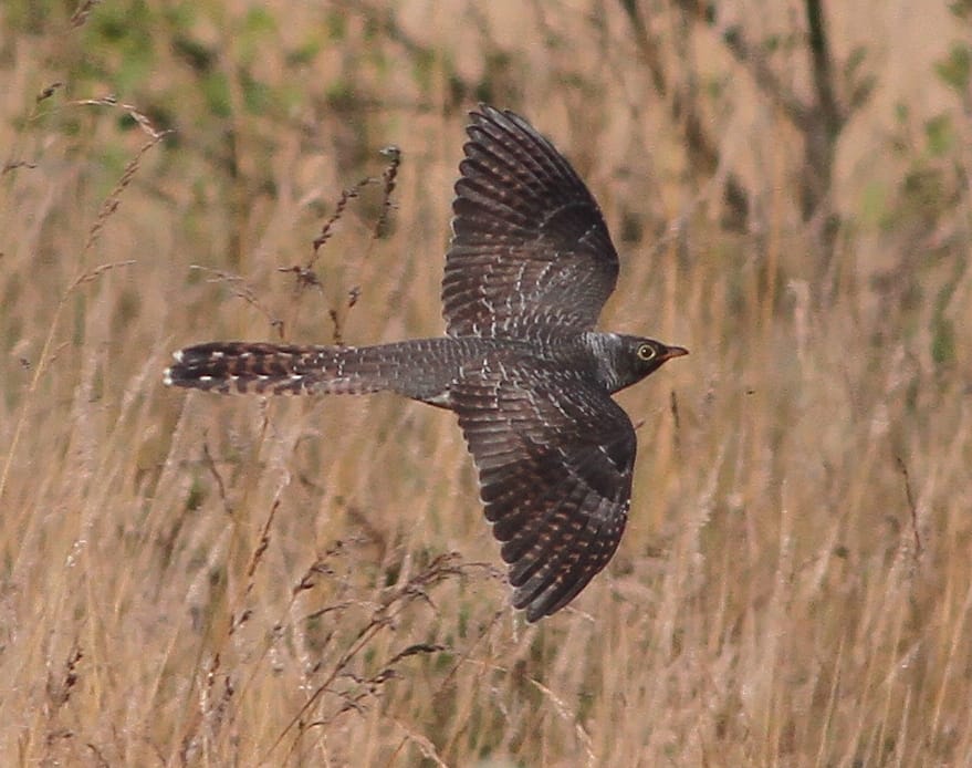 Juvenile Cuckoo, Thornwick Pool, by Martin Garner