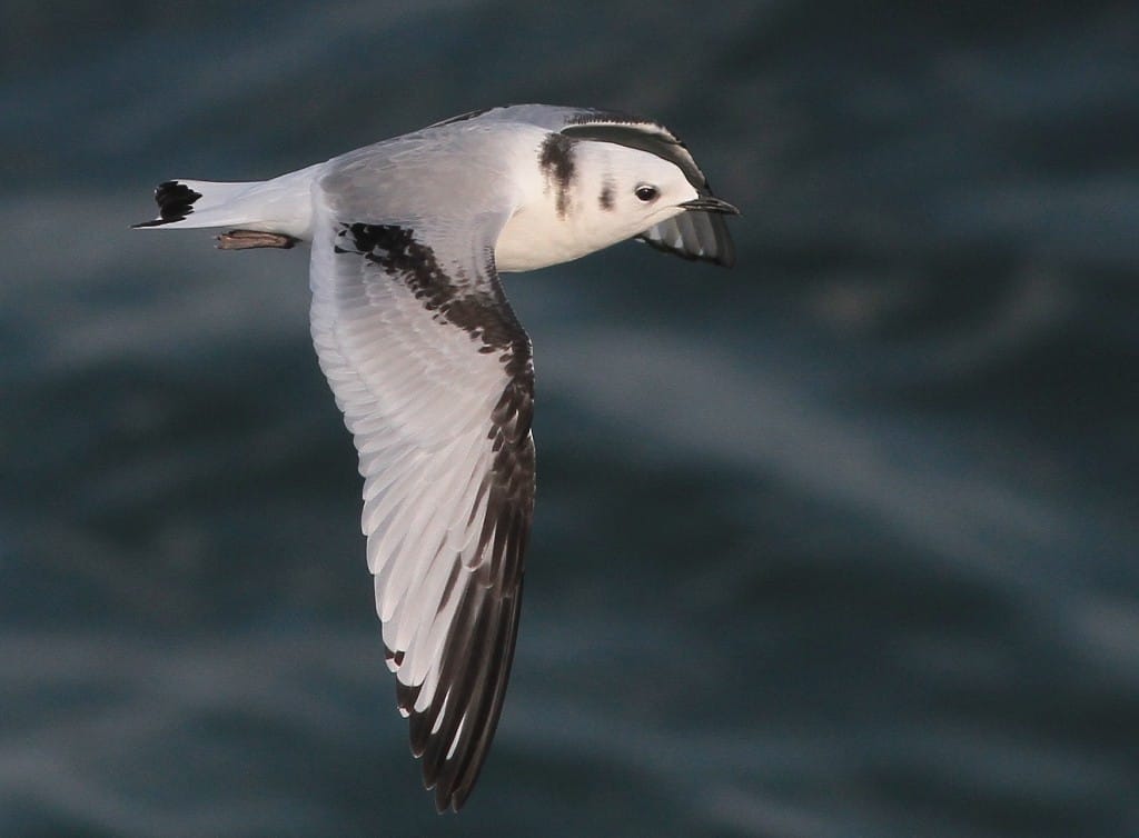 Juvenile Kittiwake, Outer Head, by Martin Garner