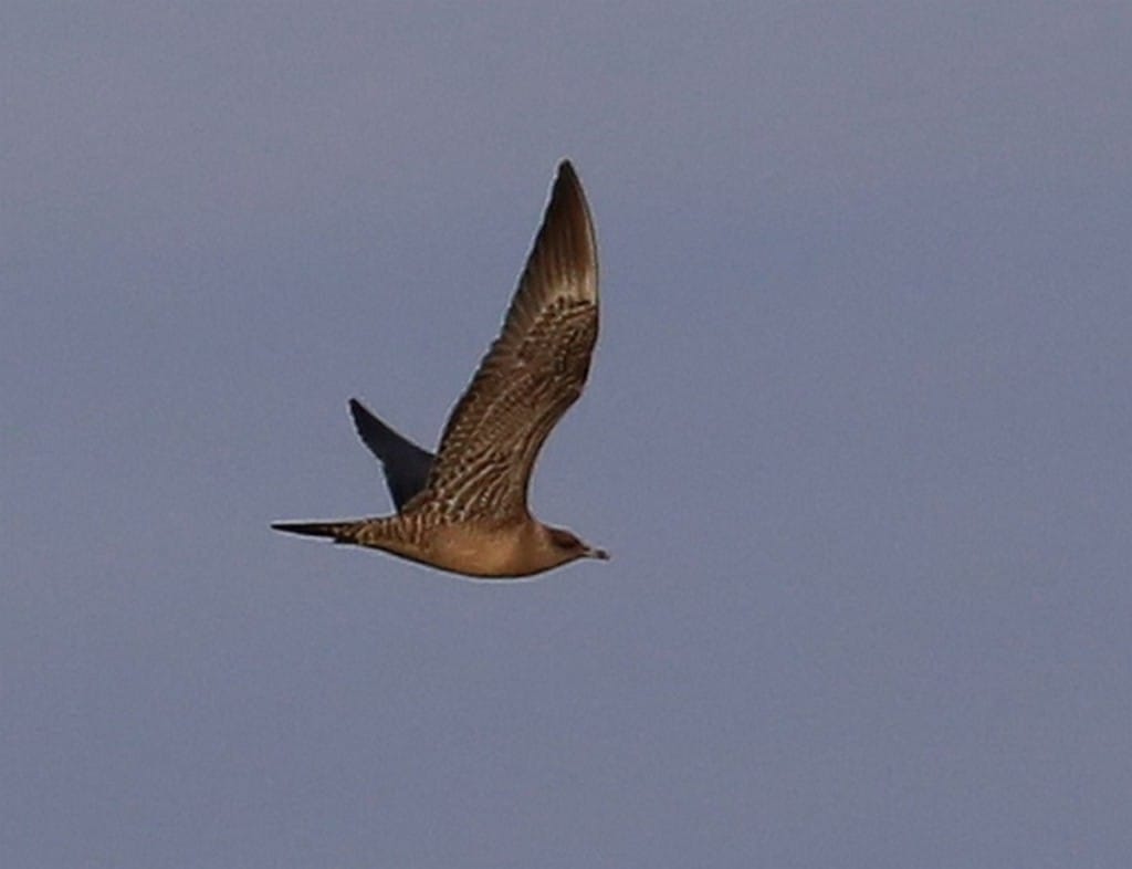 juvenile Long-tailed Skua. Rich Baines