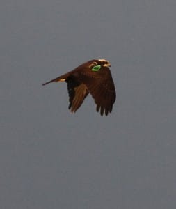 Marsh Harrier  by Paul Reed