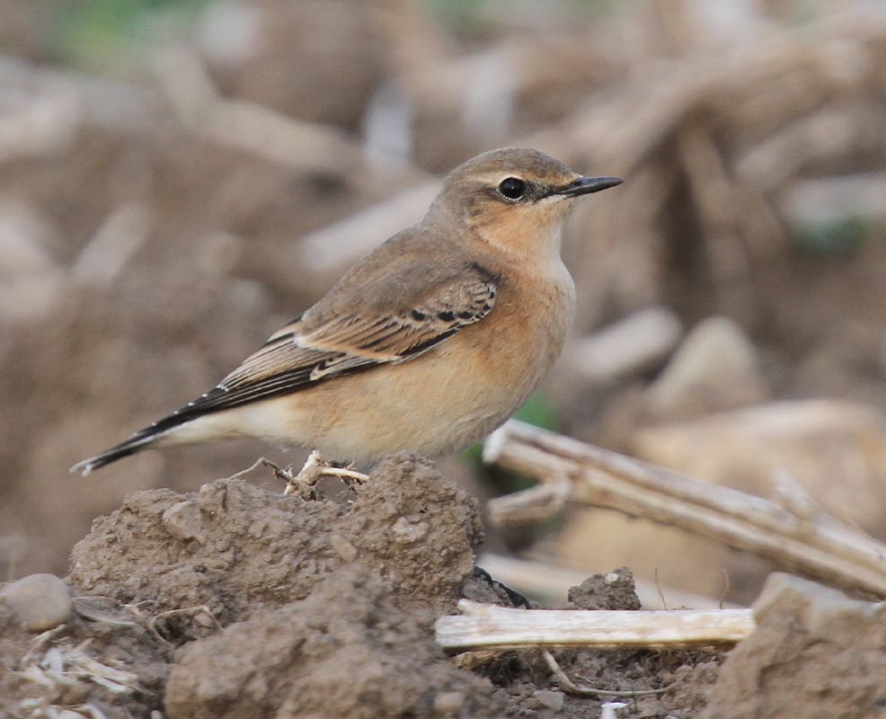 Wheatear at Buckton, by Paul Reed