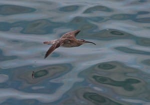 whimbrel Martin Garner