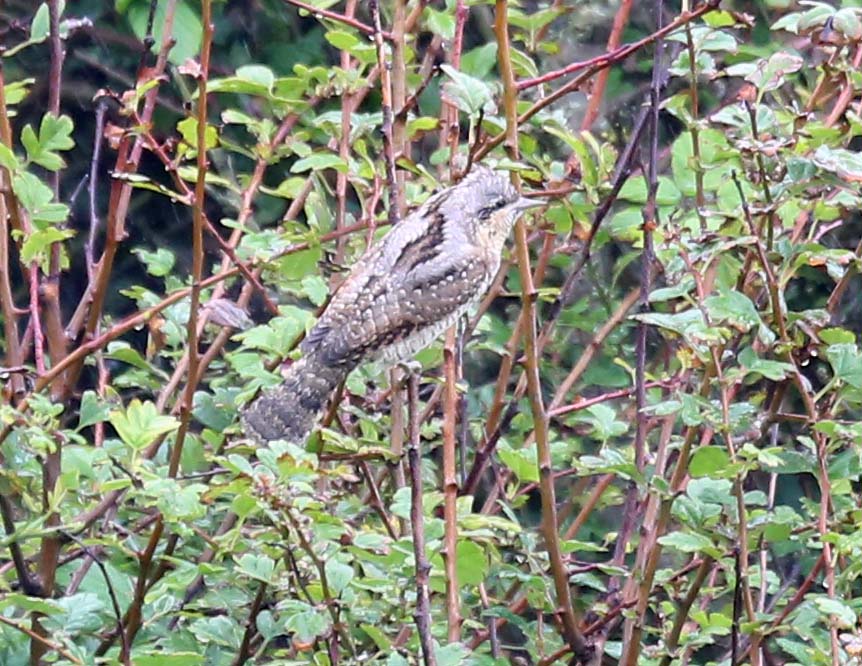 Wryneck in Selwick's Bay by Richard Baines