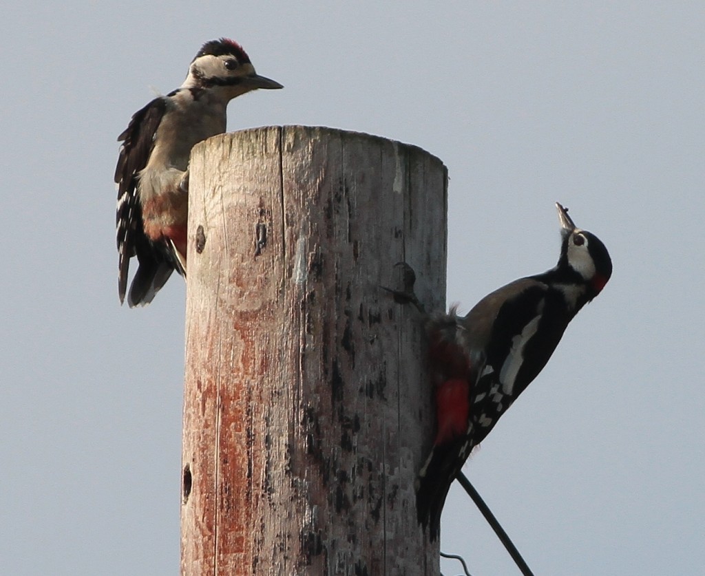 'British' Great Spotted Woodpeckers, Martin Garner