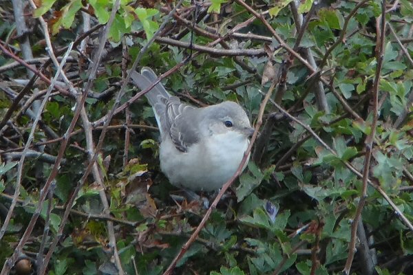 Barred Warbler in Selwick's Bay by Tony Dixon