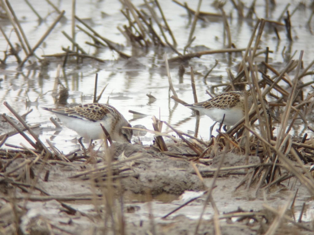 Little Stints at Old Fall Flash, by Andy Hood