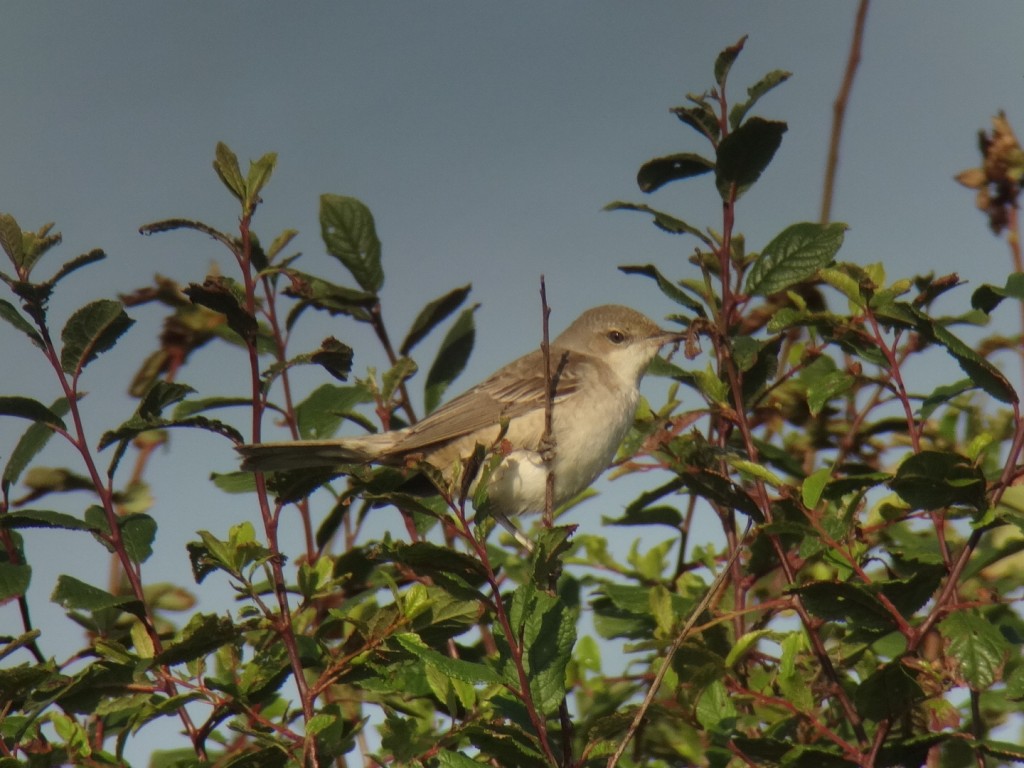 Barred Warbler, Old Fall Hedge, Andy Hood