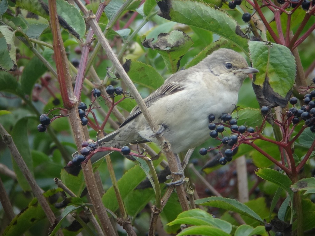 Barred Warbler, Old Fall Steps, Andy Hood