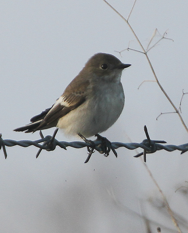 Pied Flycatcher at Buckton, Paul Reed
