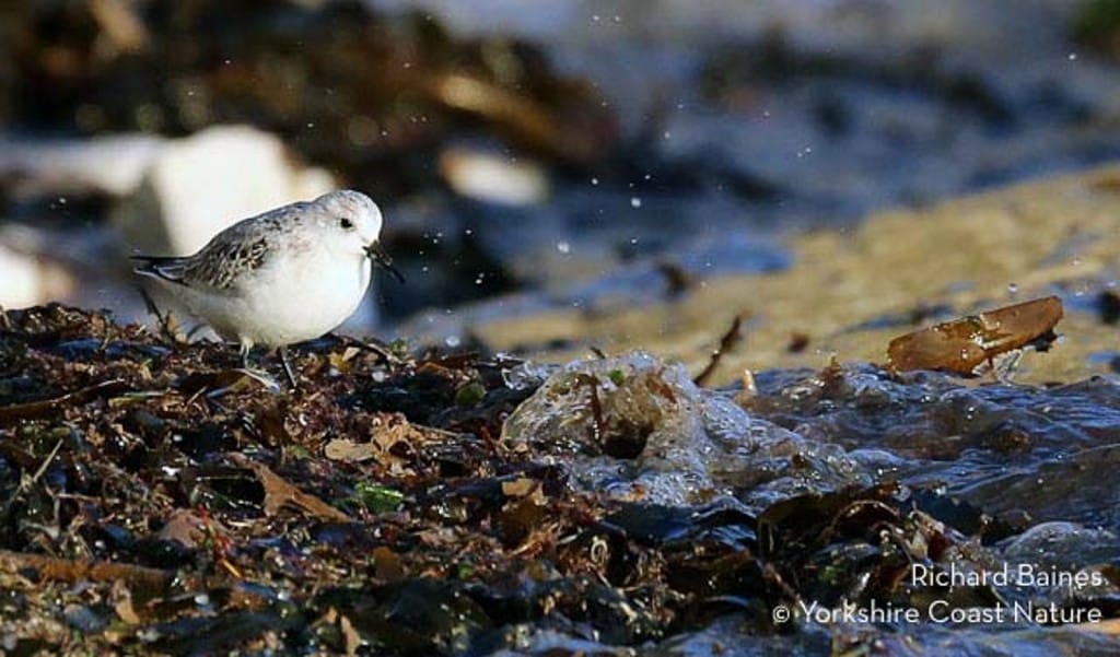Sanderling at South Landing, by Rich Baines