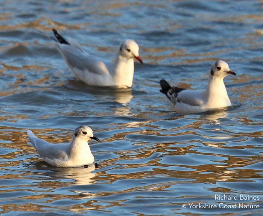 Little Gull at South Landing, by Rich Baines