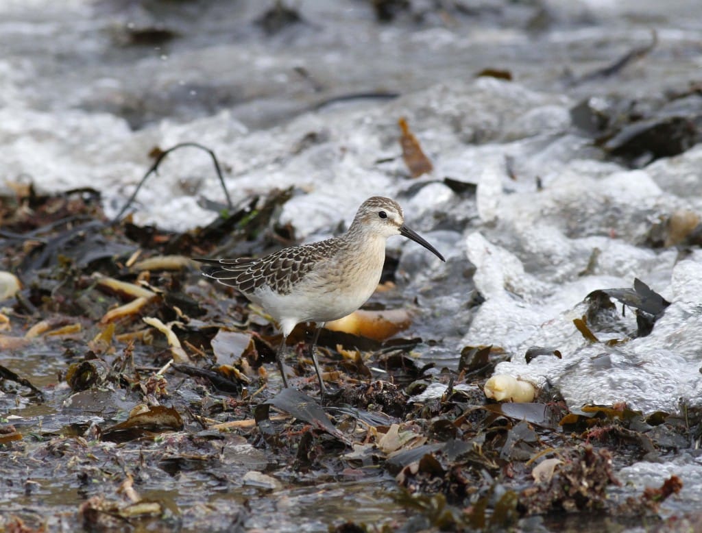 Curlew Sandpiper, South Landing, John Beaumont