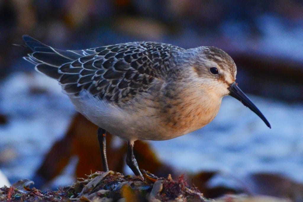Curlew Sandpiper 015edited