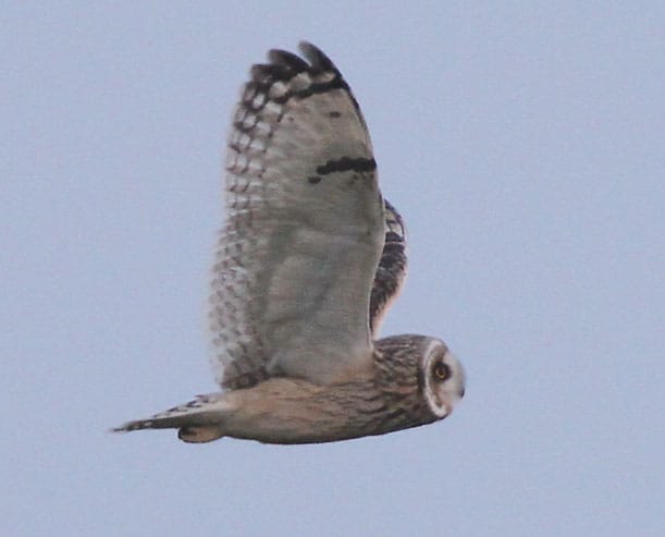 Short-eared Owl Buckton by Paul Reed