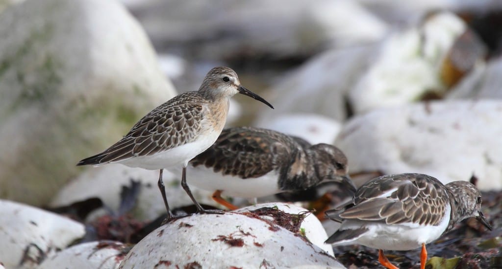 Juvenile Curlew Sandpiper at South Landing, by Alan Walkington