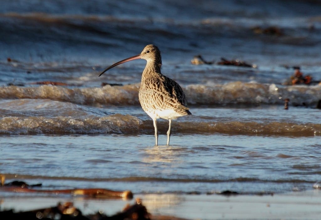 Curlew, South Landing, Alan Walkington