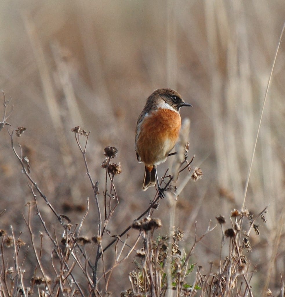 Stonechat Alan Walkington