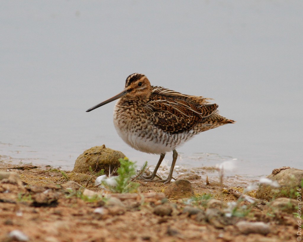 Archive Common Snipe at Thornwick Pool, by Dave Aitken