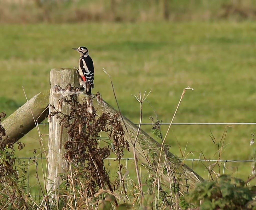 Male Great-spotted Woodpecker Thornwick cliff top, Richard Baines
