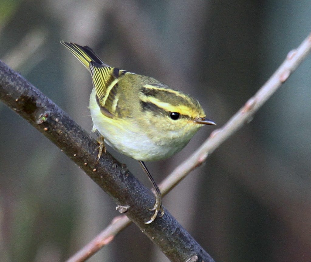 Pallas's Warbler Thornwick by Lee Johnson