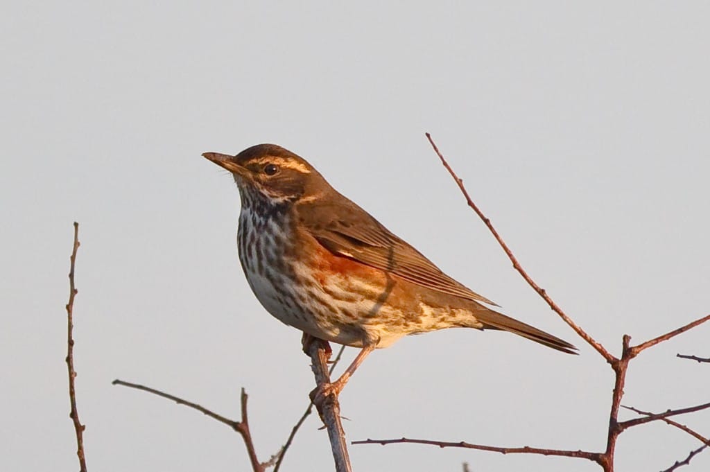 Redwing-4639