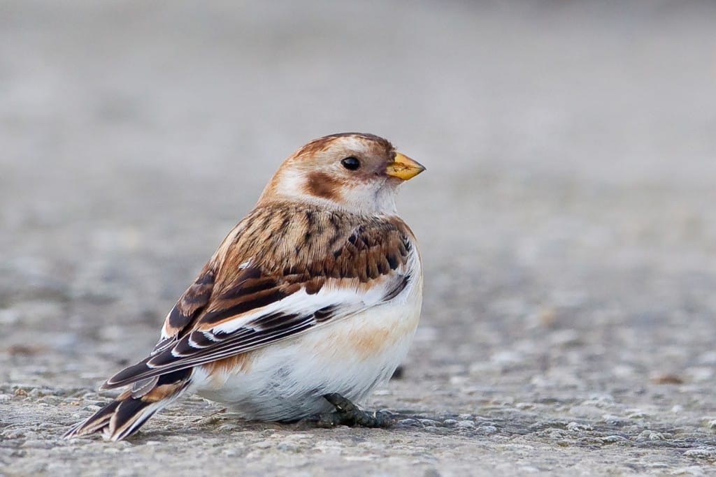 Snow Bunting near Lighthouse, by Andrew Allport
