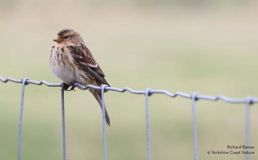 Twite at Breil Nook, by Rich Baines
