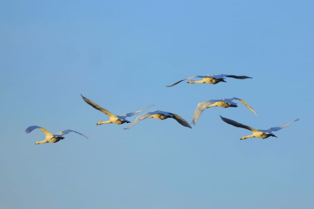 Whooper Swans 003edited