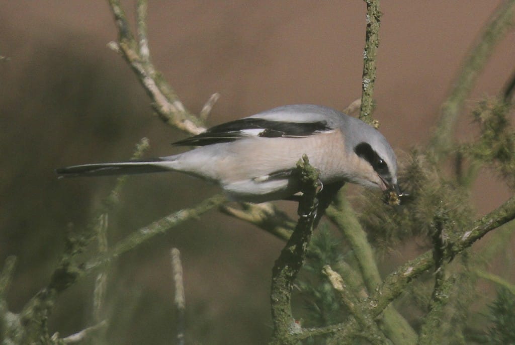 Great Grey Shrike at Buckton, by Paul Reed