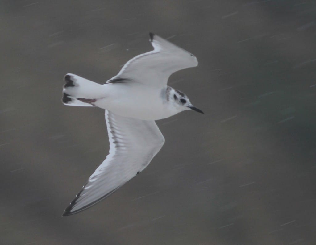 juv Little gull