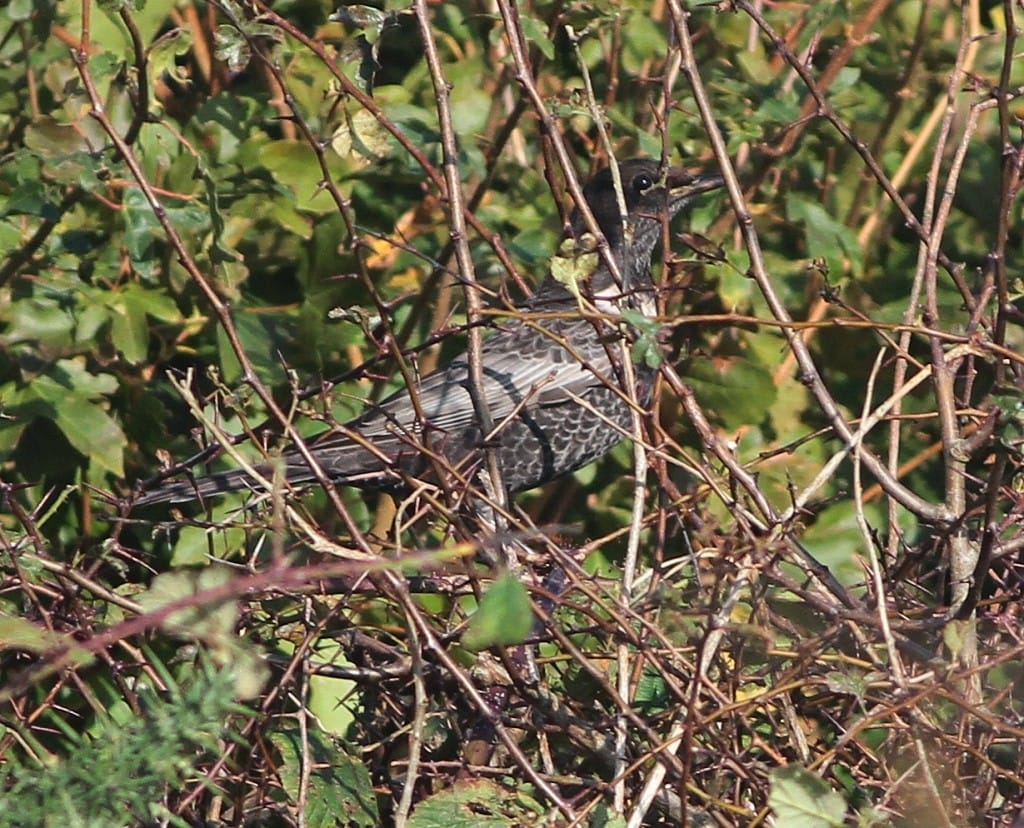 male Ring ouzel Booted G 8.10.14