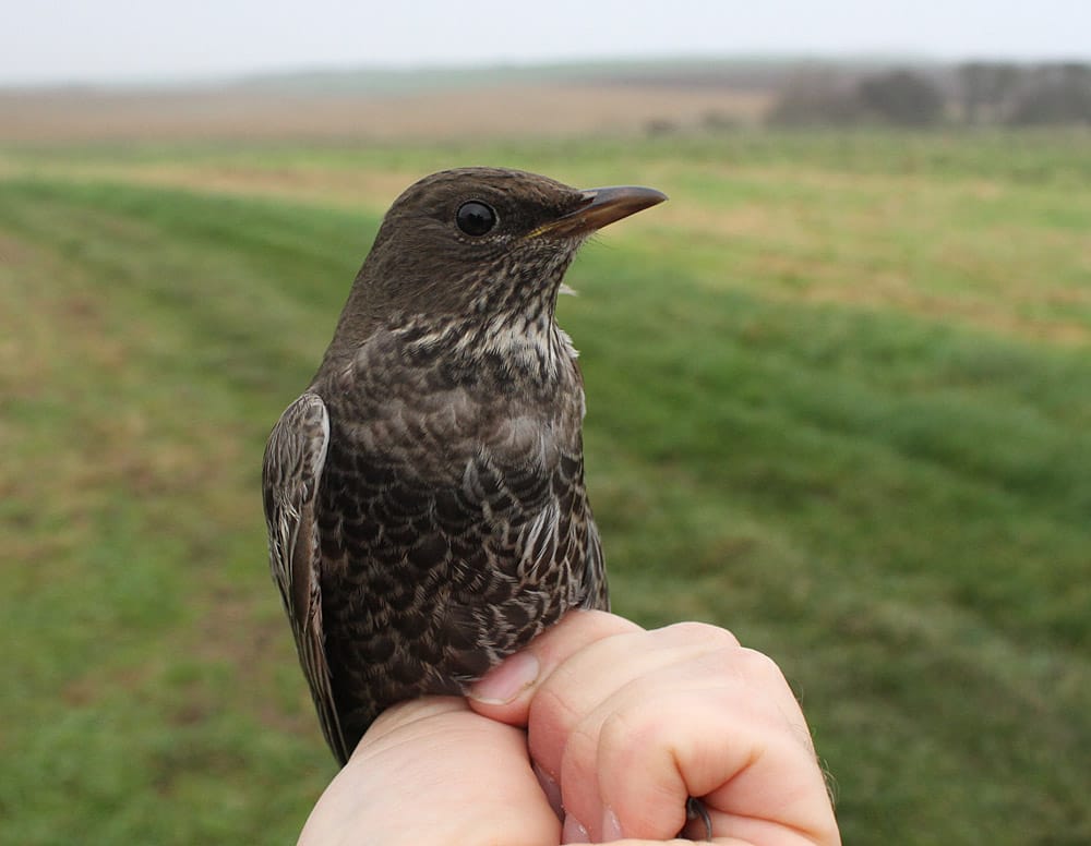 Ring Ouzel, Buckton, Mark Thomas
