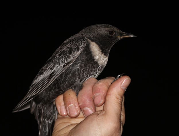 Ring Ouzel Buckton by Paul Reed