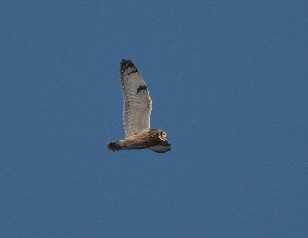Short-eared Owl. Martin Garner