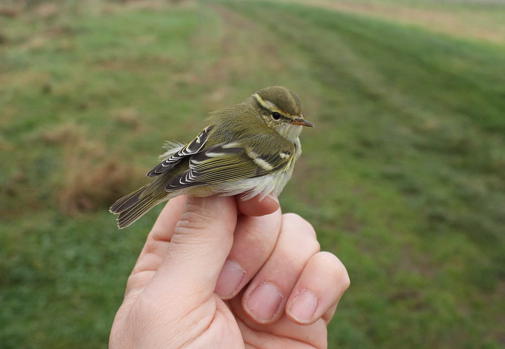 Yellow-browed Warbler at Buckton (Mark Thomas)
