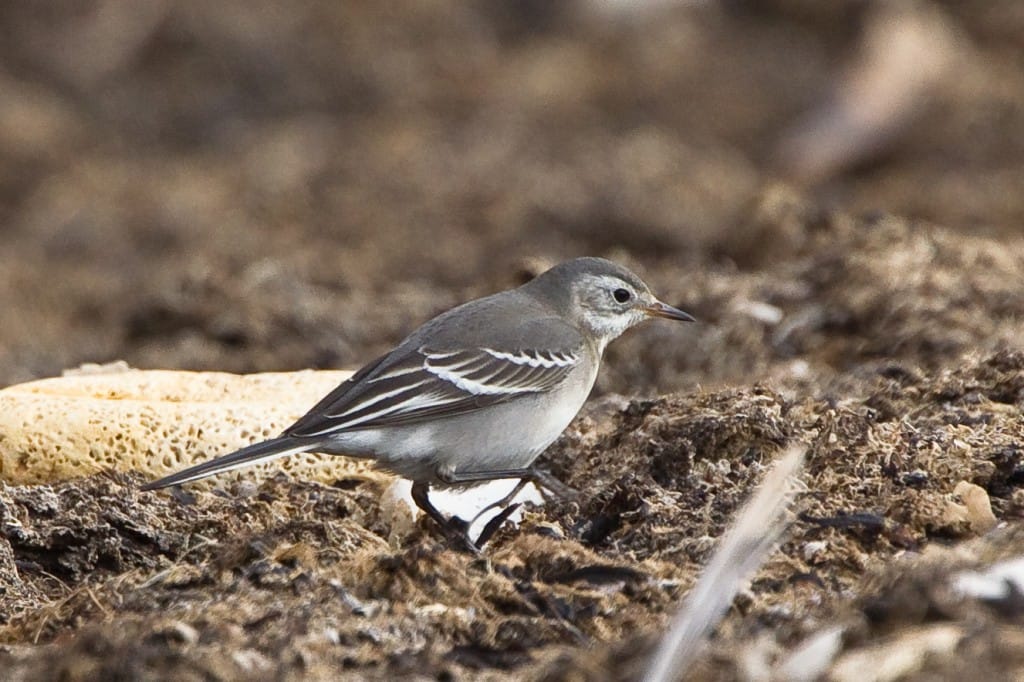 Citrine Wagtail South Landing Andrew Allport