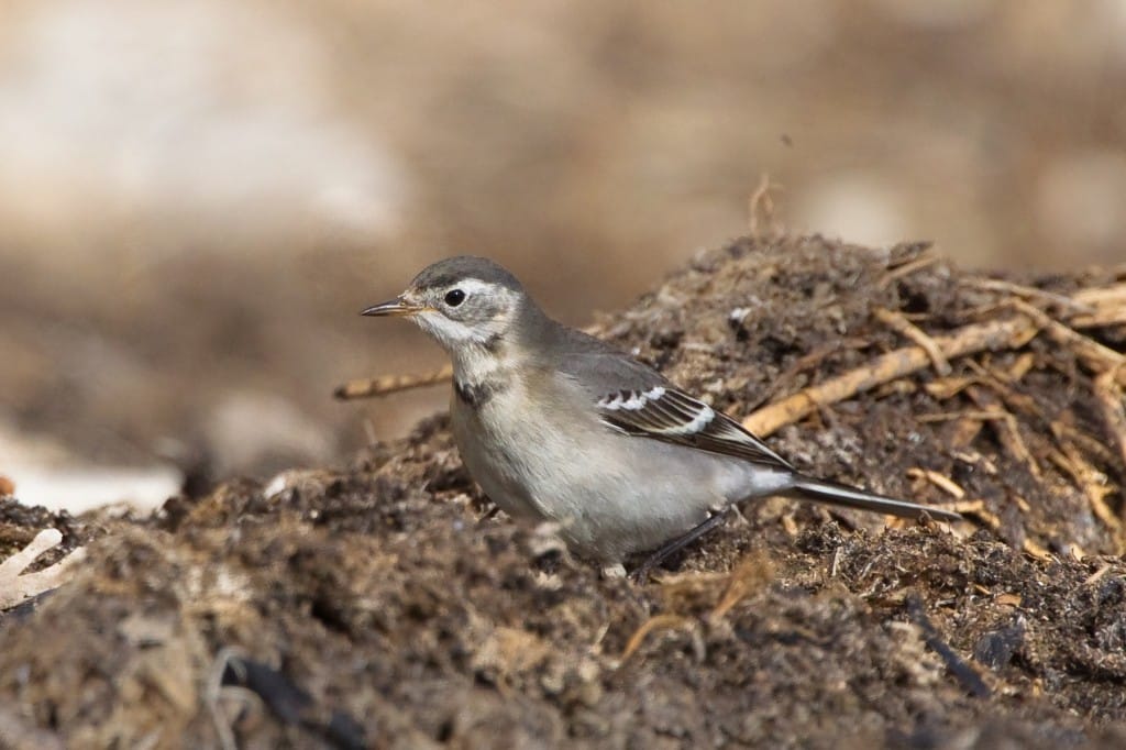 Citrine Wagtail, Andrew Allport