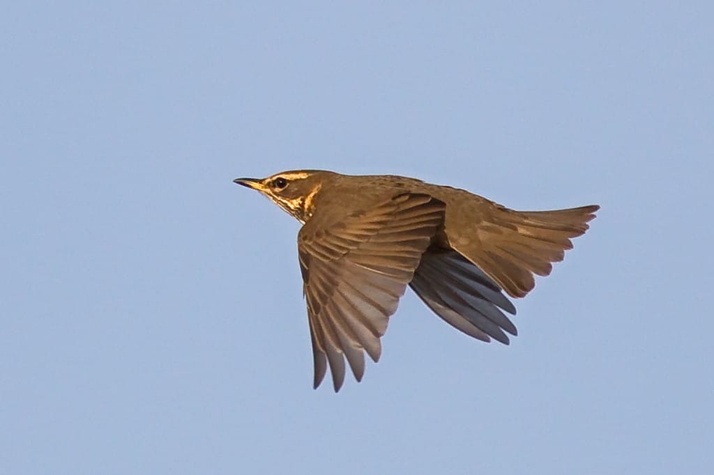 Redwing, Andrew Allport