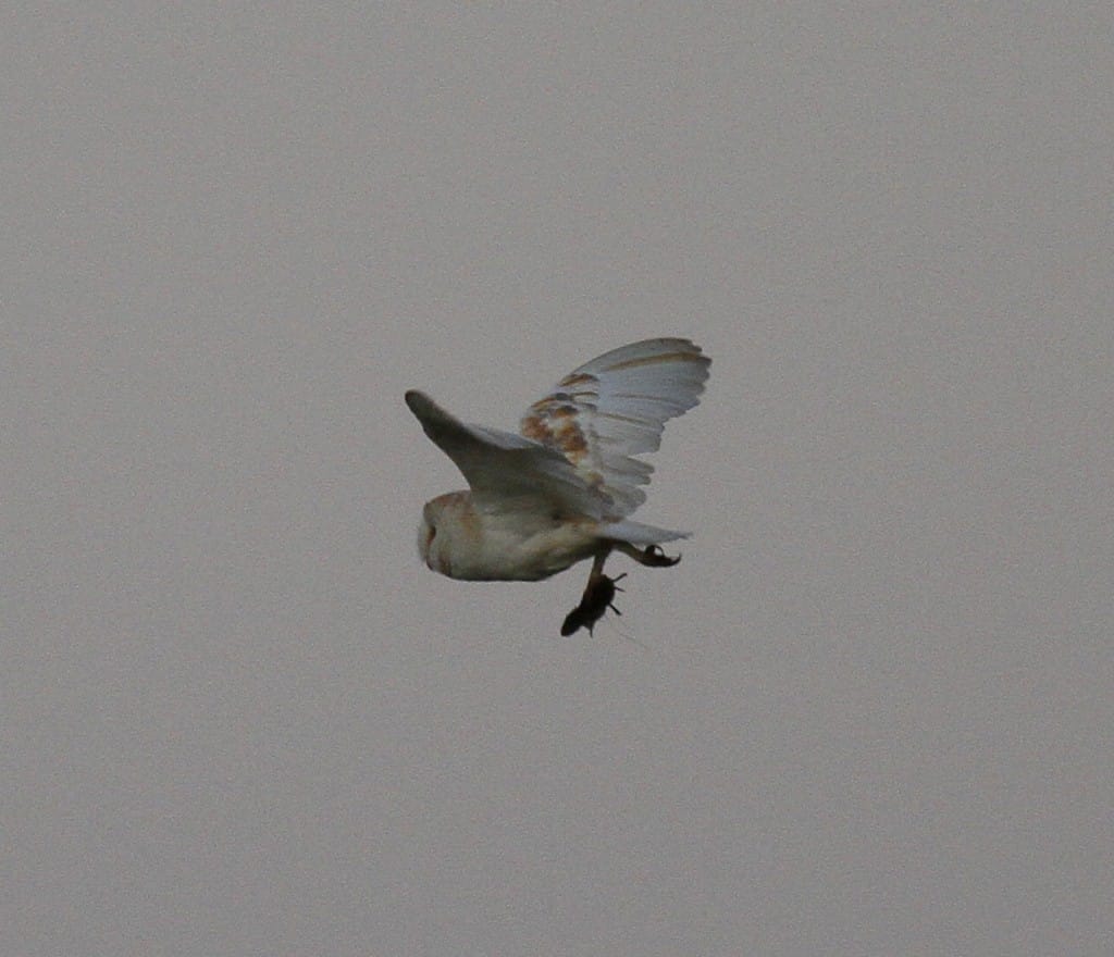 Barn Owl, Outer Head, by John Beaumont