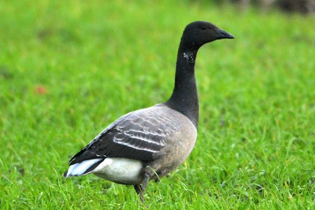 Brent Goose, Andy Hood