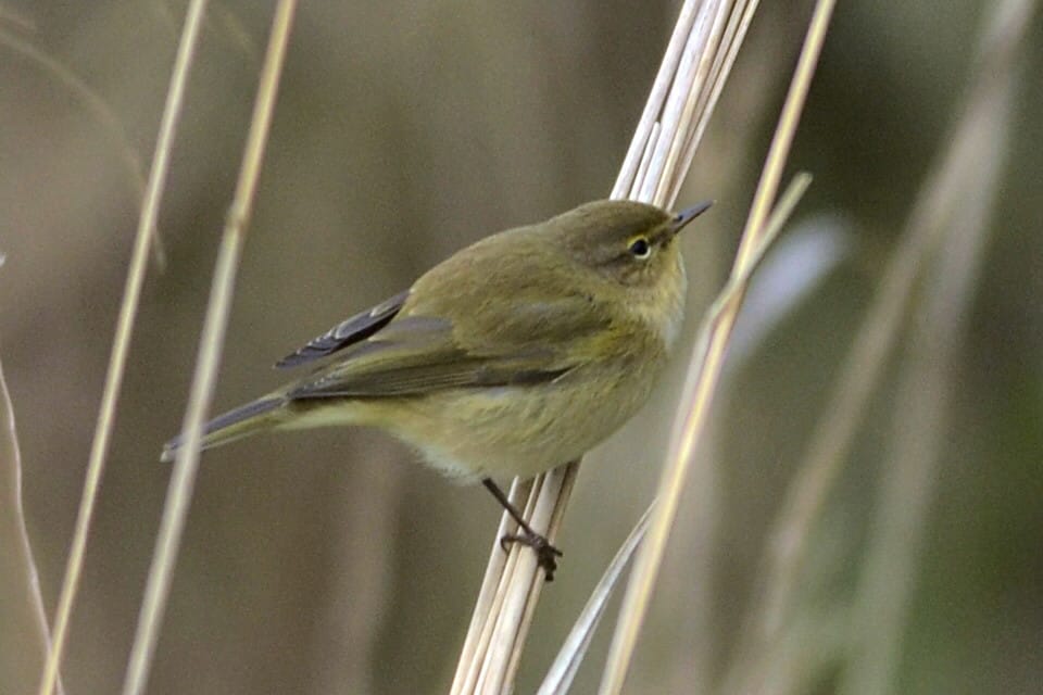 Chiffchaff, Oceanview, Andy Hood