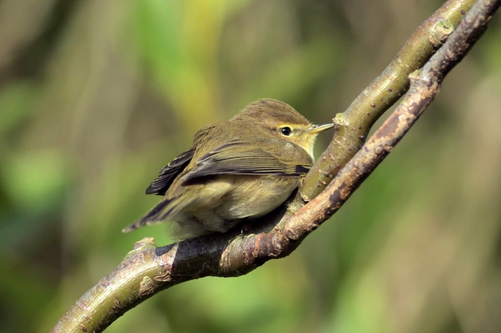Chiffchaff, Oceanview, by Andy Hood